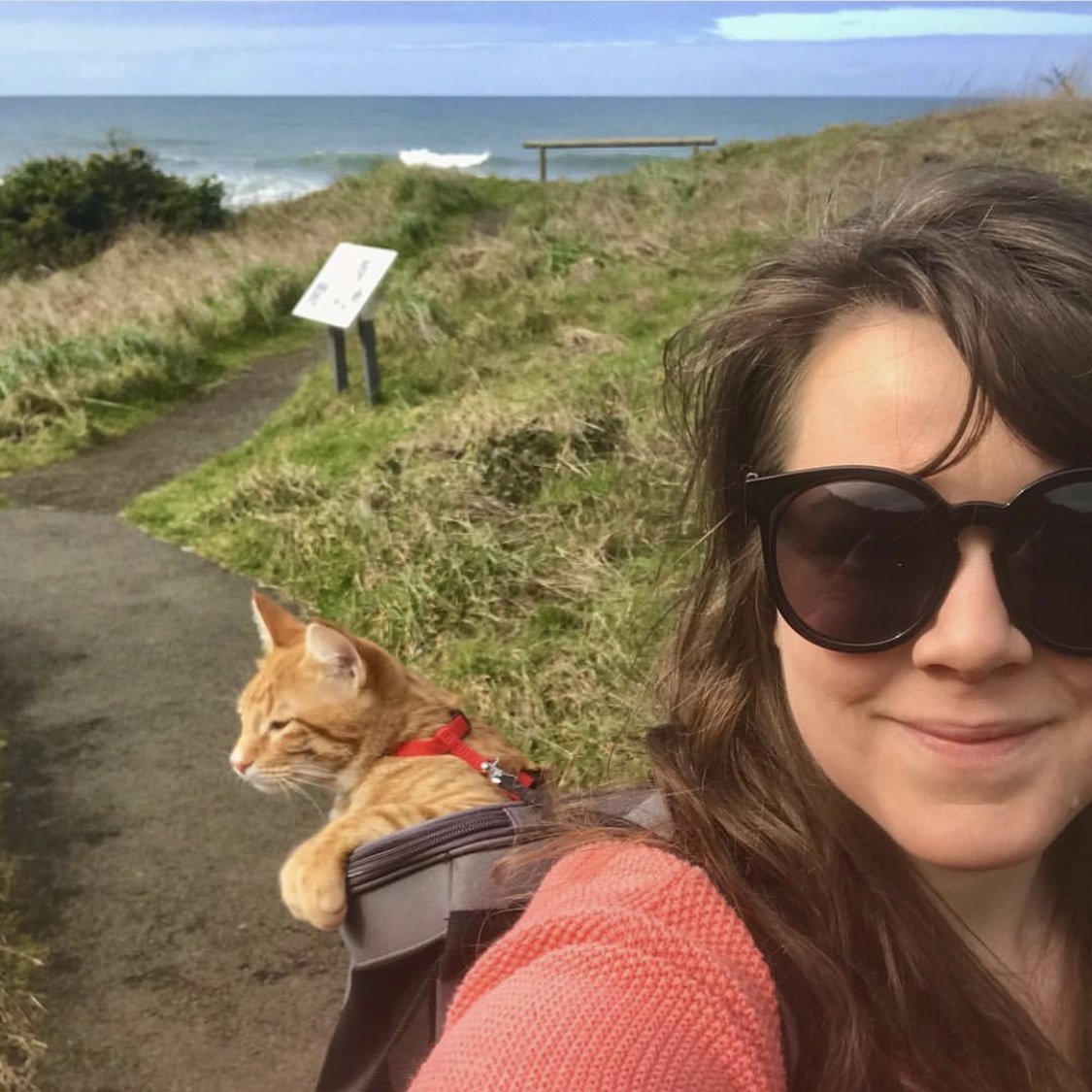 Hiking Travelling Cat Backpack For Large Cats - Image 14