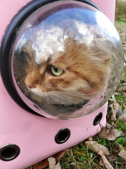 Hiking Travelling Cat Backpack For Large Cats - Image 22