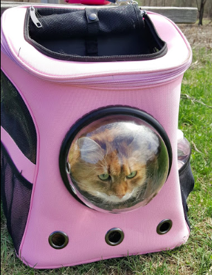 Hiking Travelling Cat Backpack For Large Cats - Image 23