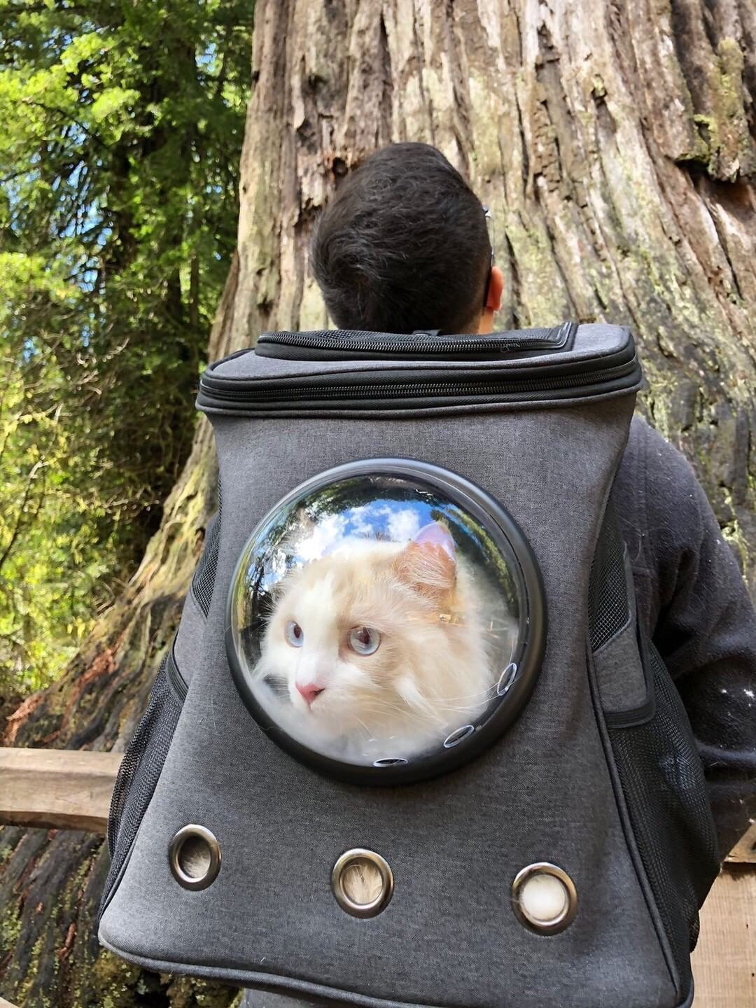 Hiking Travelling Cat Backpack For Large Cats - Image 6